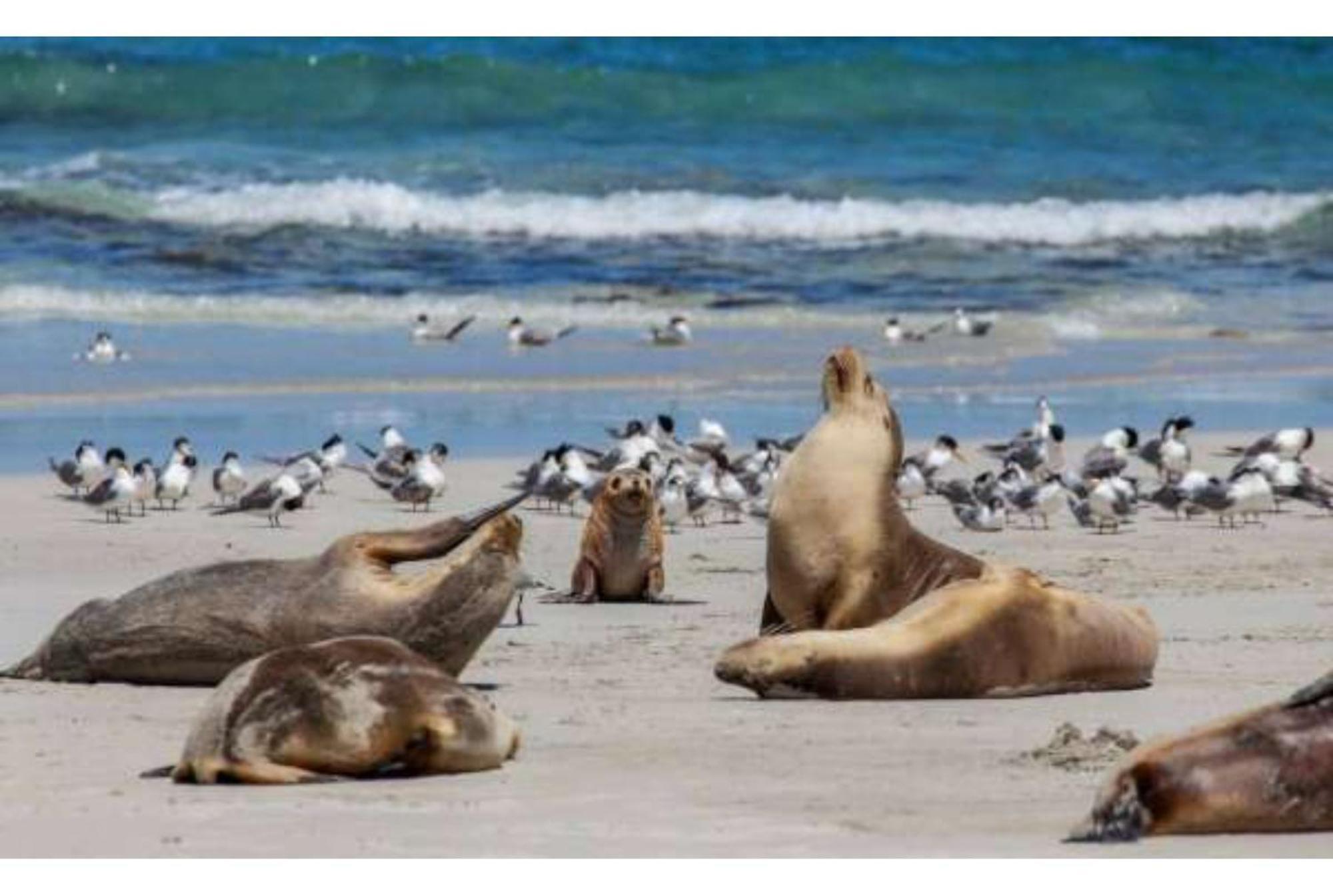Discovery Parks - Kangaroo Island Flinders Chase Экстерьер фото